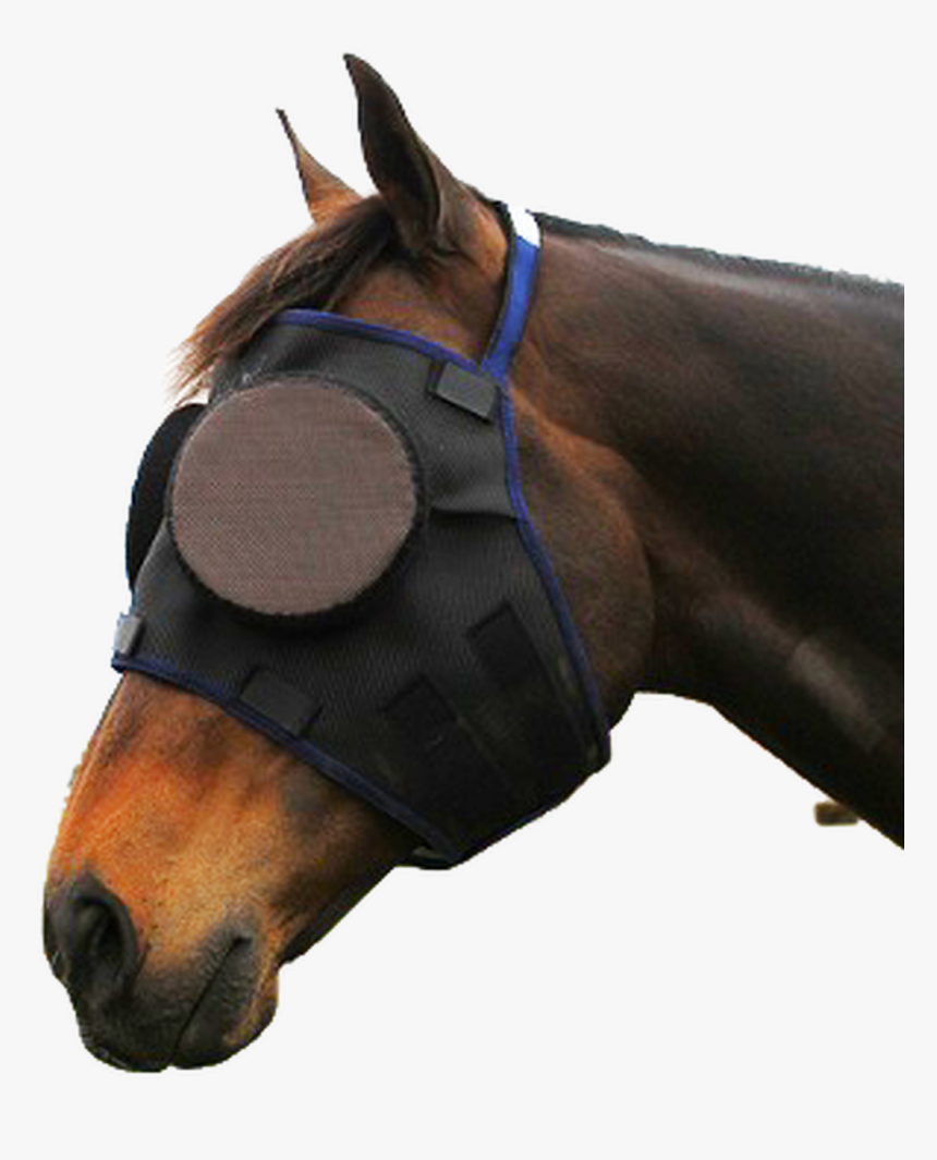 Horse Accessories, HD Png Download