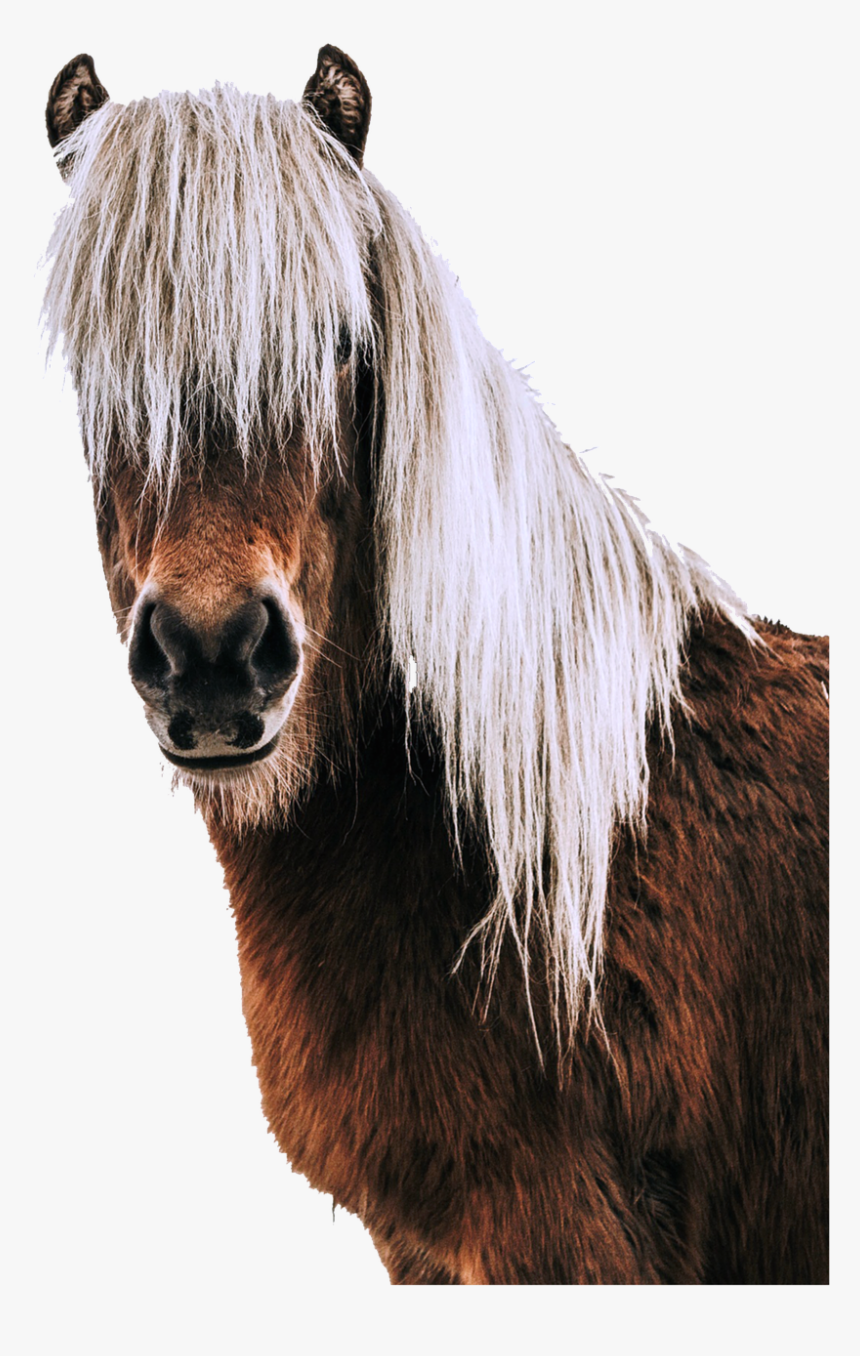 Portrait,horse Head,animal World,free - Blonde Horse Mane Icelandic, HD Png Download