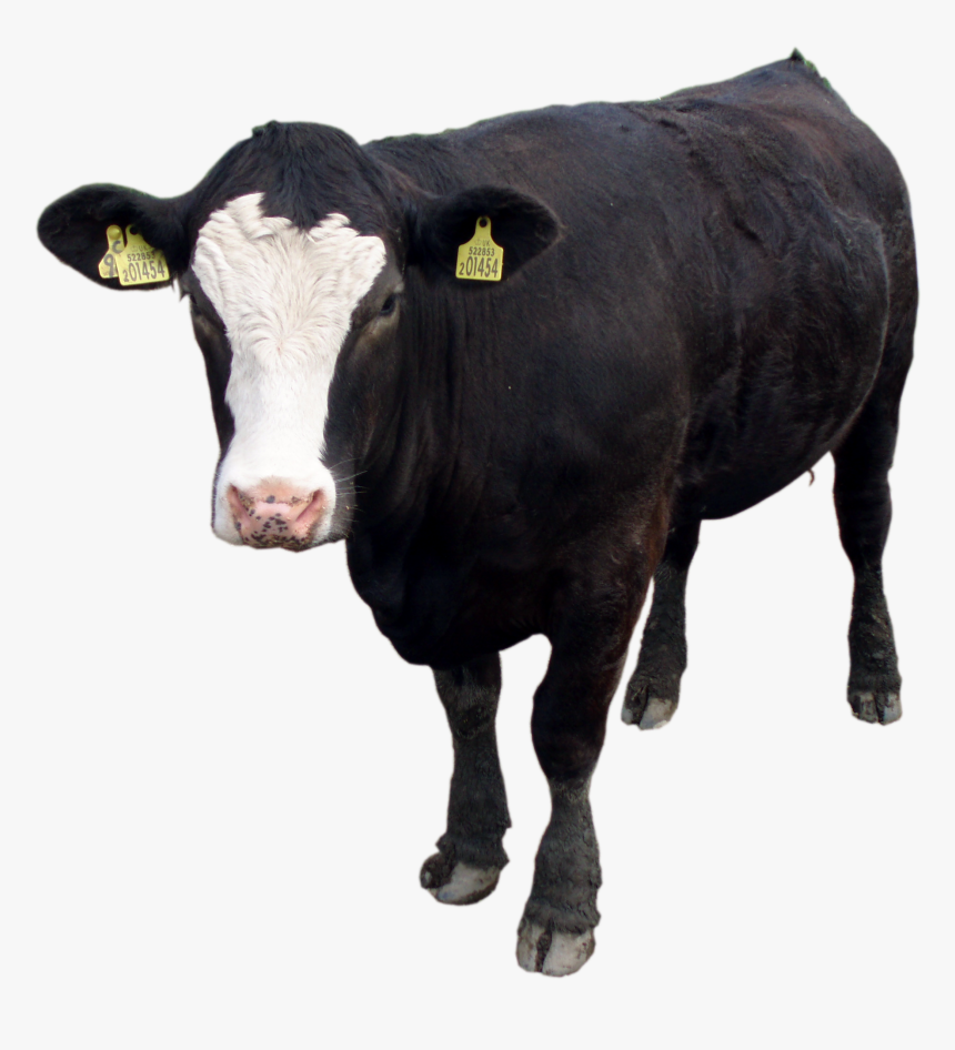 Black Cow Png Image, Download Picture - Black Cow Png, Transparent Png