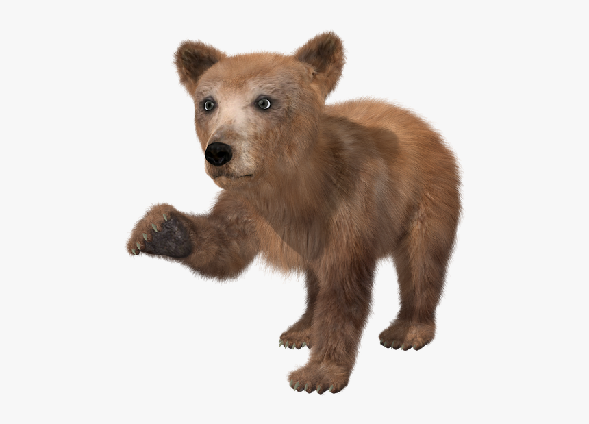 Bear, Brown Bear, Young, Toon, Teddy, Fur, Wild Animal - Baby Bear Transparent Background, HD Png Download