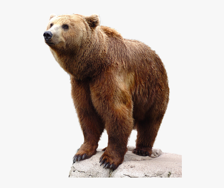Brown Bear Png, Transparent Png