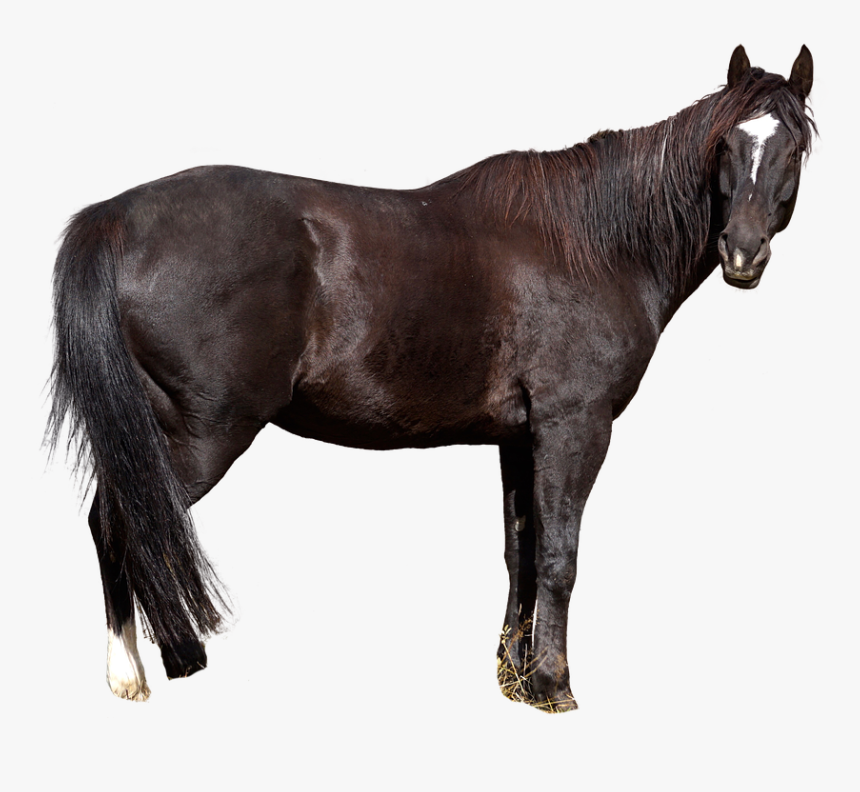 Horse Free, Animal, Nature, Wild Animal, Animal World - Gratis Dyr, HD Png Download