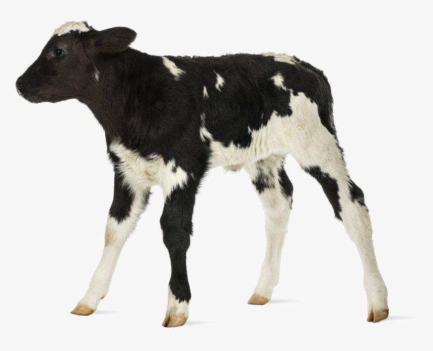 Baby Cow White Background, HD Png Download