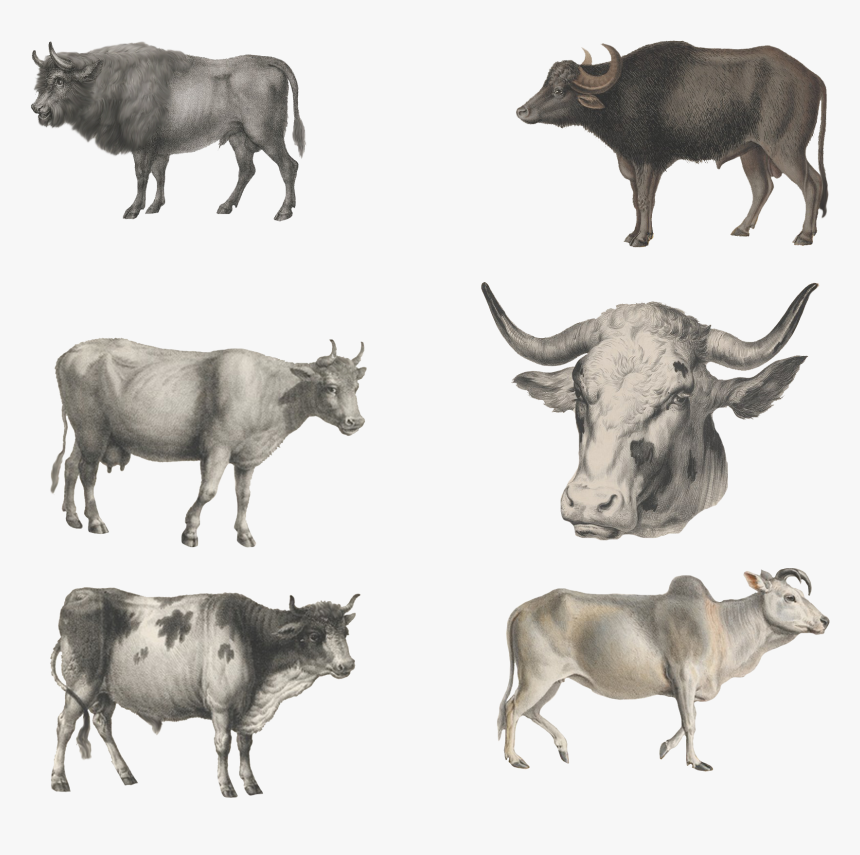 Transparent Wild Animals Png - Herd, Png Download