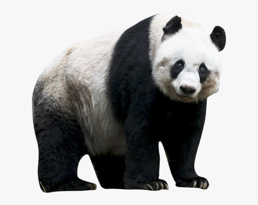 Panda Png - Transparent Background Panda Png, Png Download