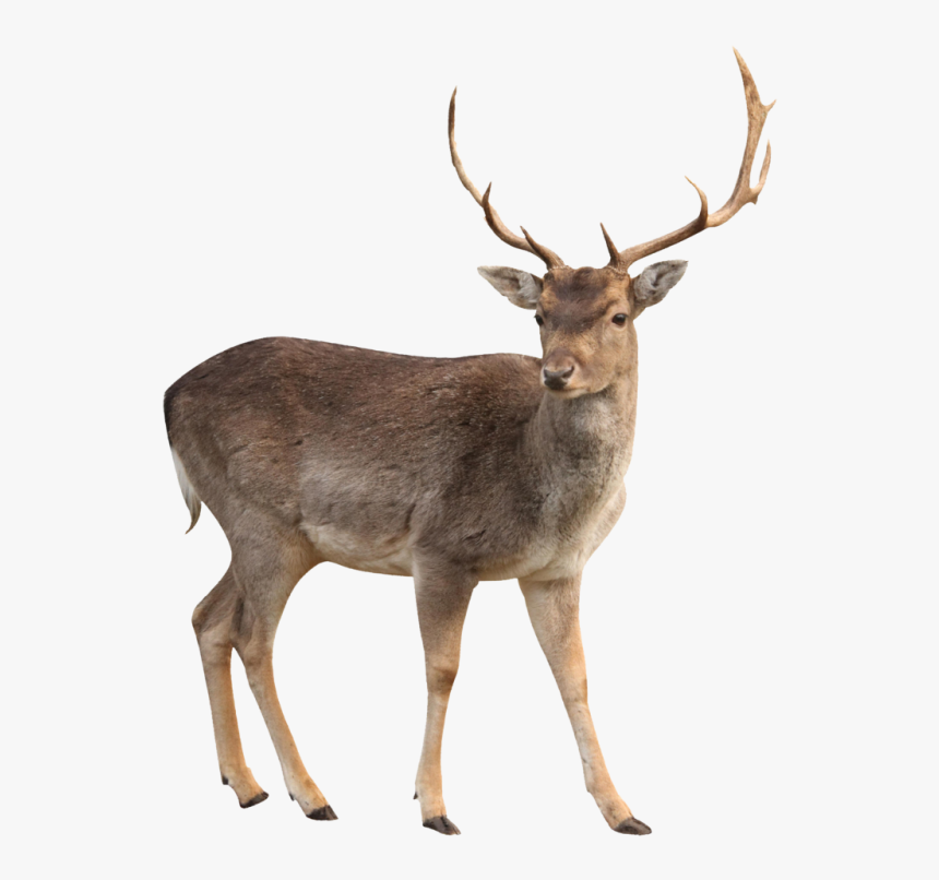 Young Wild Moose Png Image - White Tailed Deer Png, Transparent Png