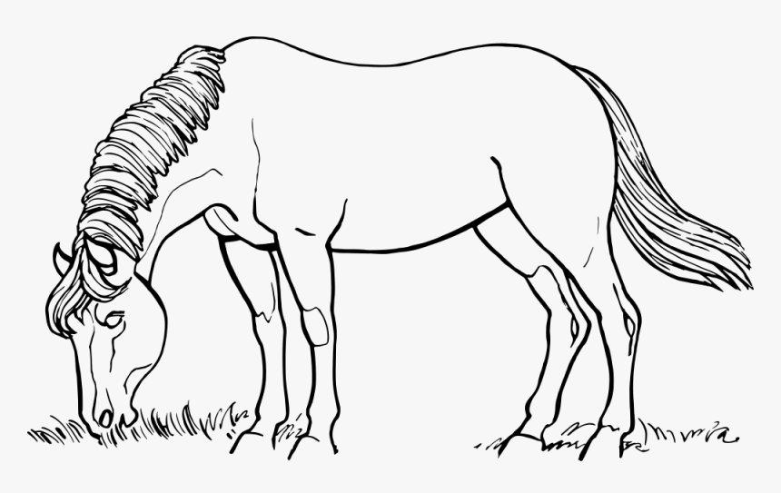 Horse Eating - Horse Eating Black And White, HD Png Download