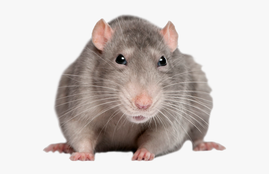 Front Of Rat, HD Png Download