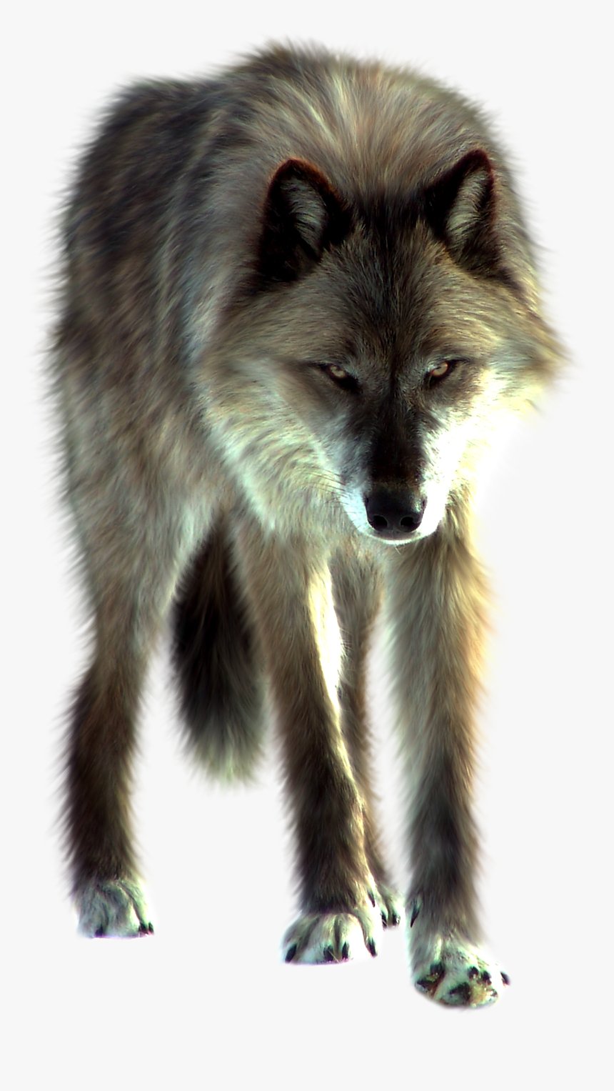 Imagen Png De Lobo, Transparent Png