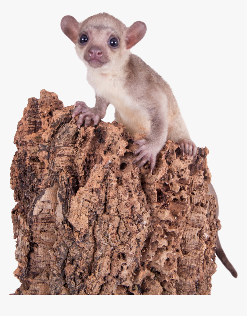 Exotic Wild Animal Clipart - Kinkajou, HD Png Download