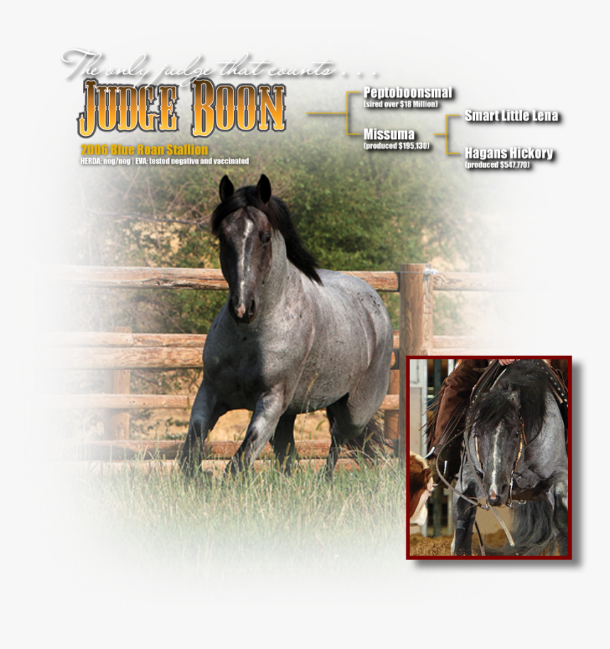 Stallion, HD Png Download
