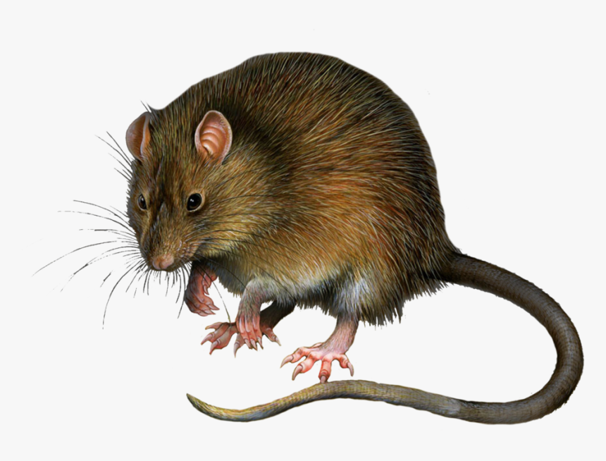 Mouse Free Png - Rat Png, Transparent Png