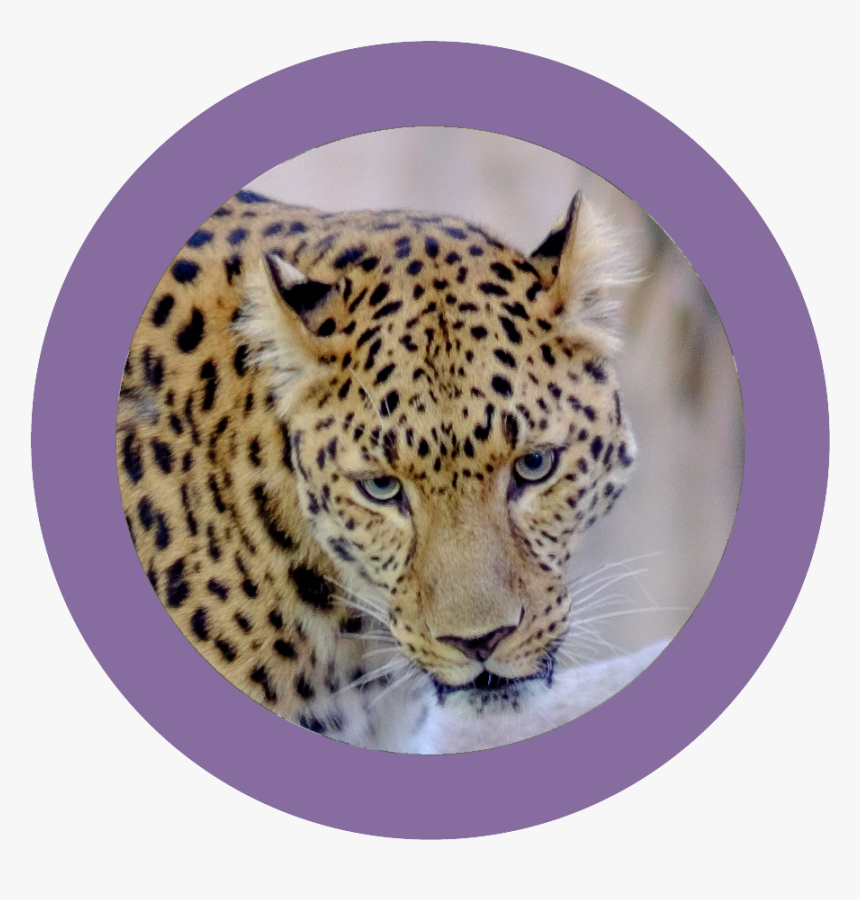 Wildlife Walk - African Leopard, HD Png Download