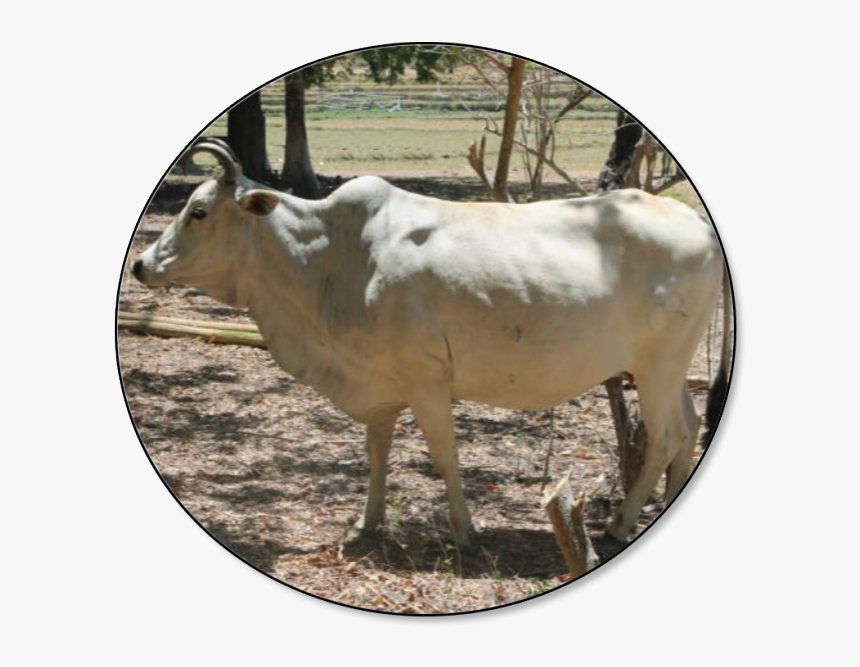 Cow In The Philippines, HD Png Download