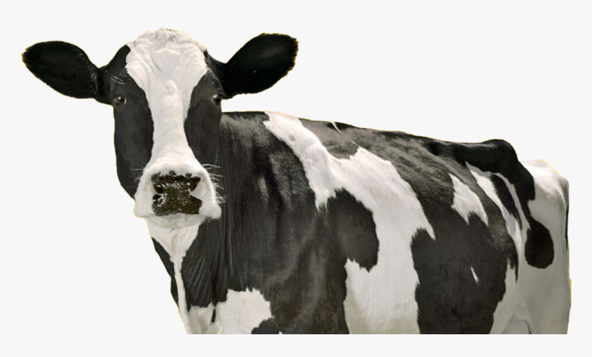 California Milk Cows, HD Png Download