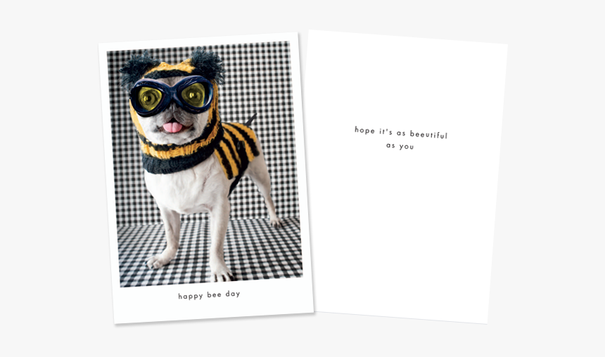 American Wirehair, HD Png Download