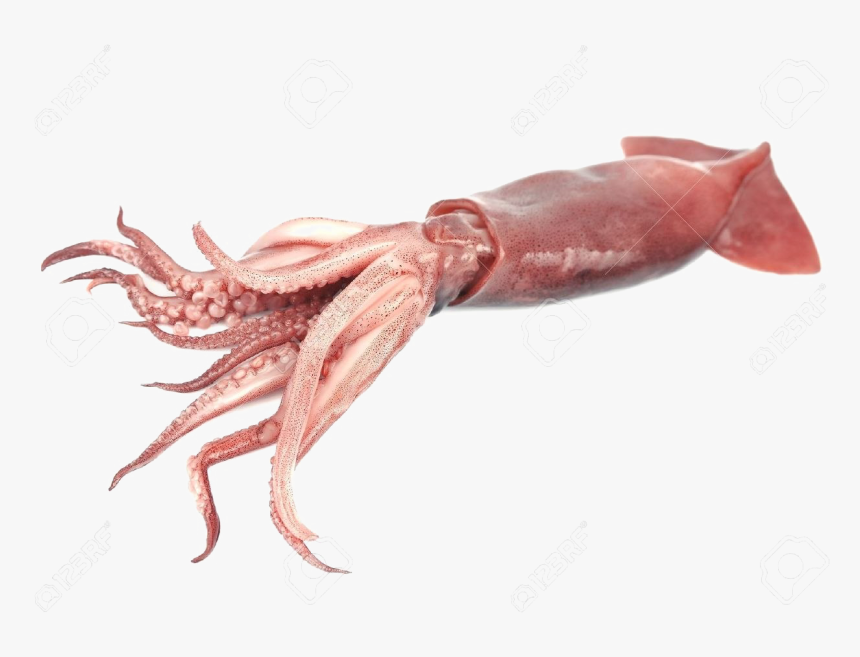 Giant Squid Transparent Png - Squid Png, Png Download