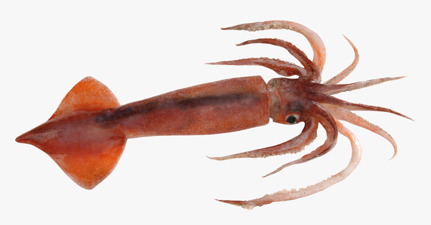 Nototodarus Sloanii, HD Png Download