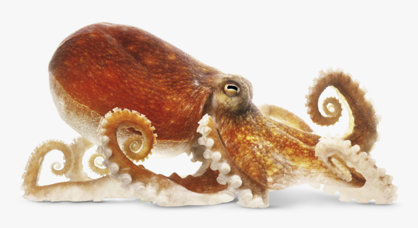 Squid Png Transparent Image - Octopus From The Side, Png Download