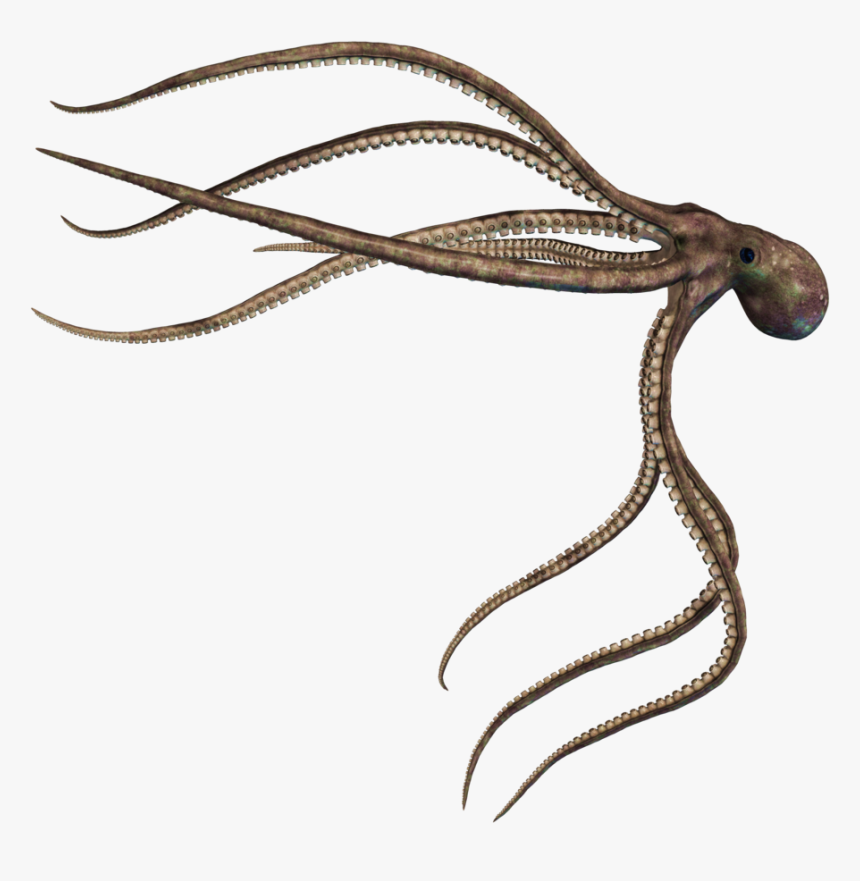 Squid Png Photo - Mire Squid Skull Island, Transparent Png