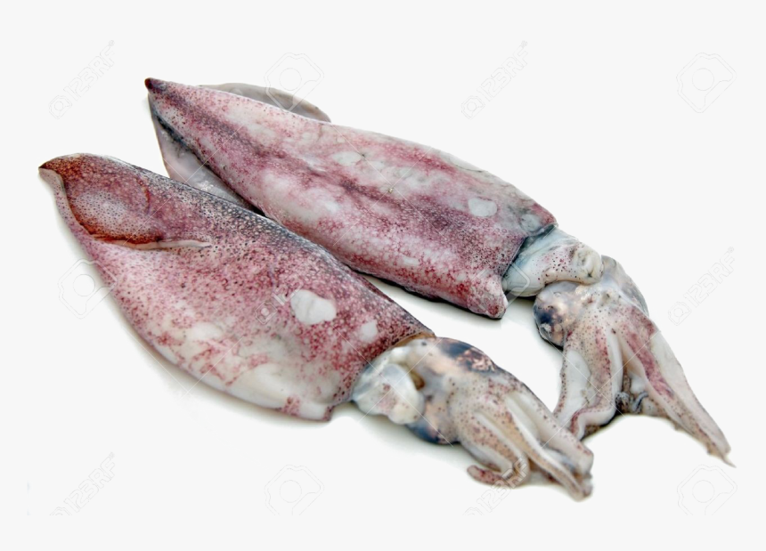 Antarctic Squid Png Free Download, Transparent Png
