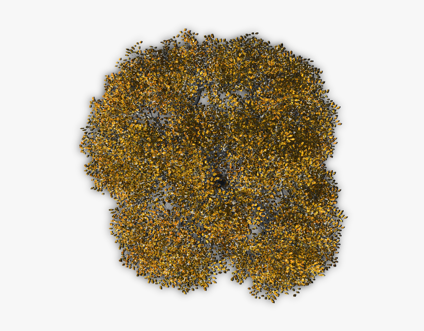 Autumn Tree Png Download - Tree Png From Above, Transparent Png