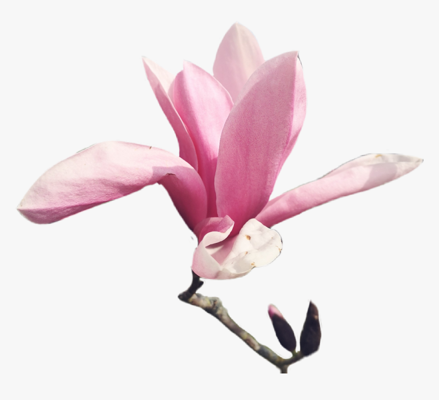 #blossom #flower #pink #magnolia #spring - Cattleya, HD Png Download