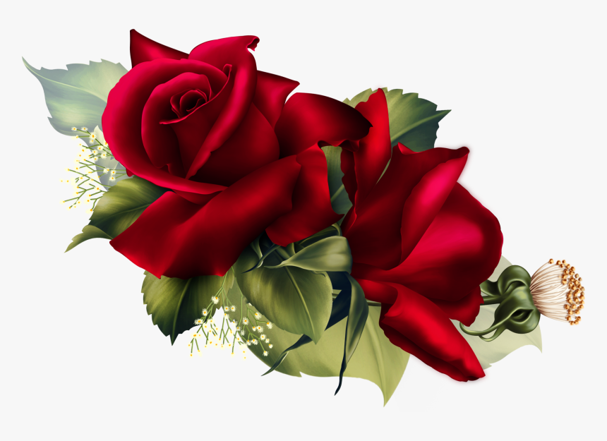 Velvet Rose Png, Transparent Png