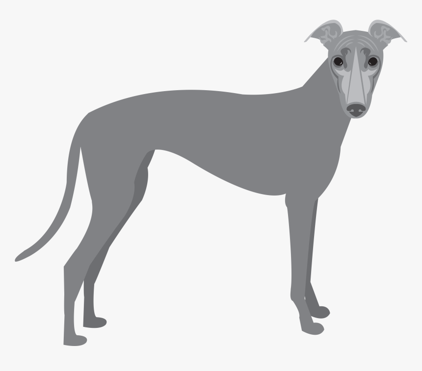 Polish-greyhound - Greyhound Png, Transparent Png