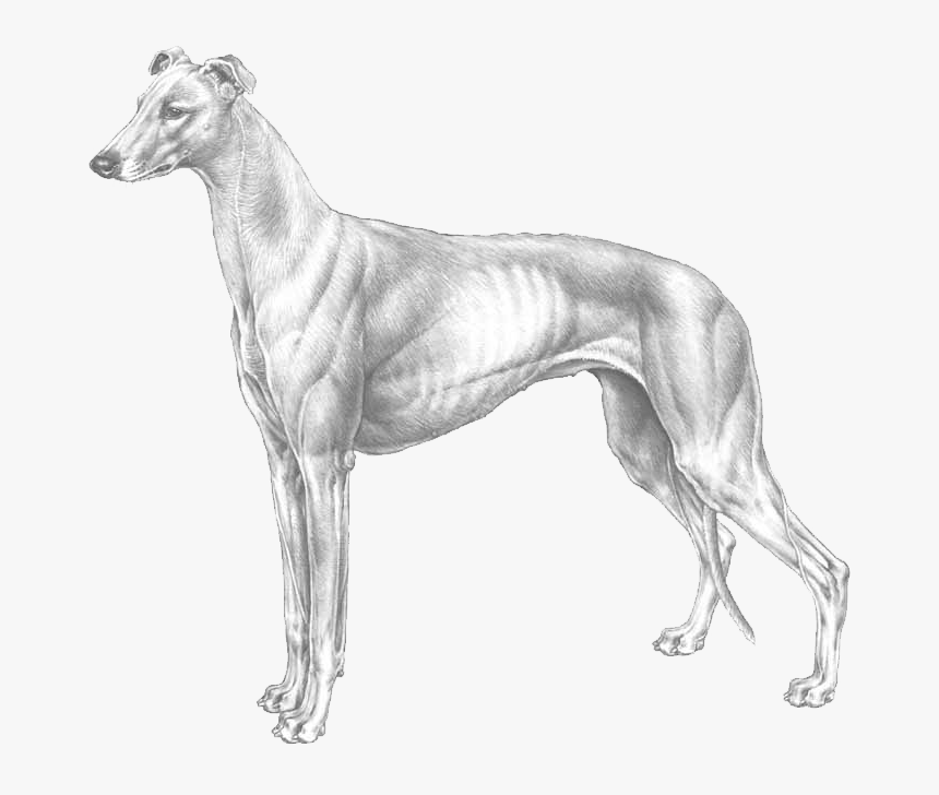 Greyhound - Greyhound Breed Standard, HD Png Download