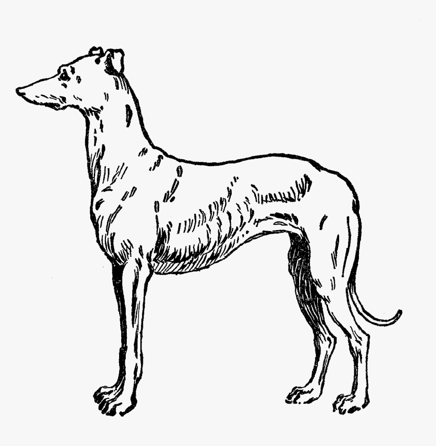 Whippet Italian Greyhound Galgo Espaxf1ol Dog Breed - Greyhound, HD Png Download