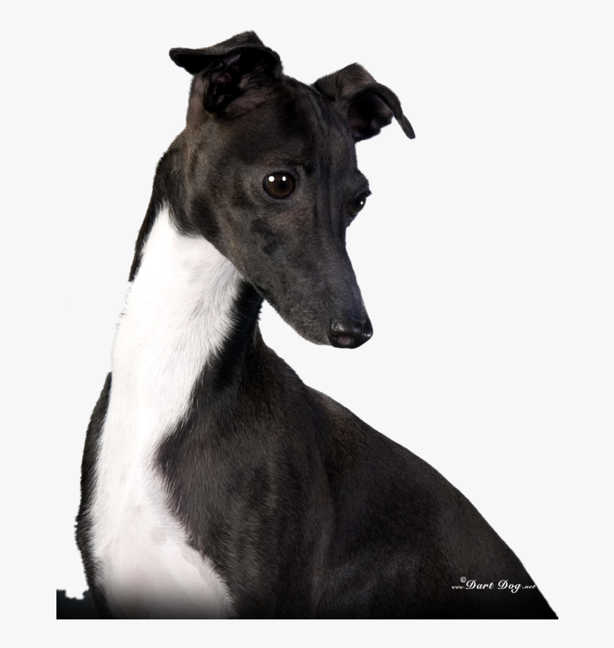 Transparent Greyhound Png - Magyar Agár, Png Download