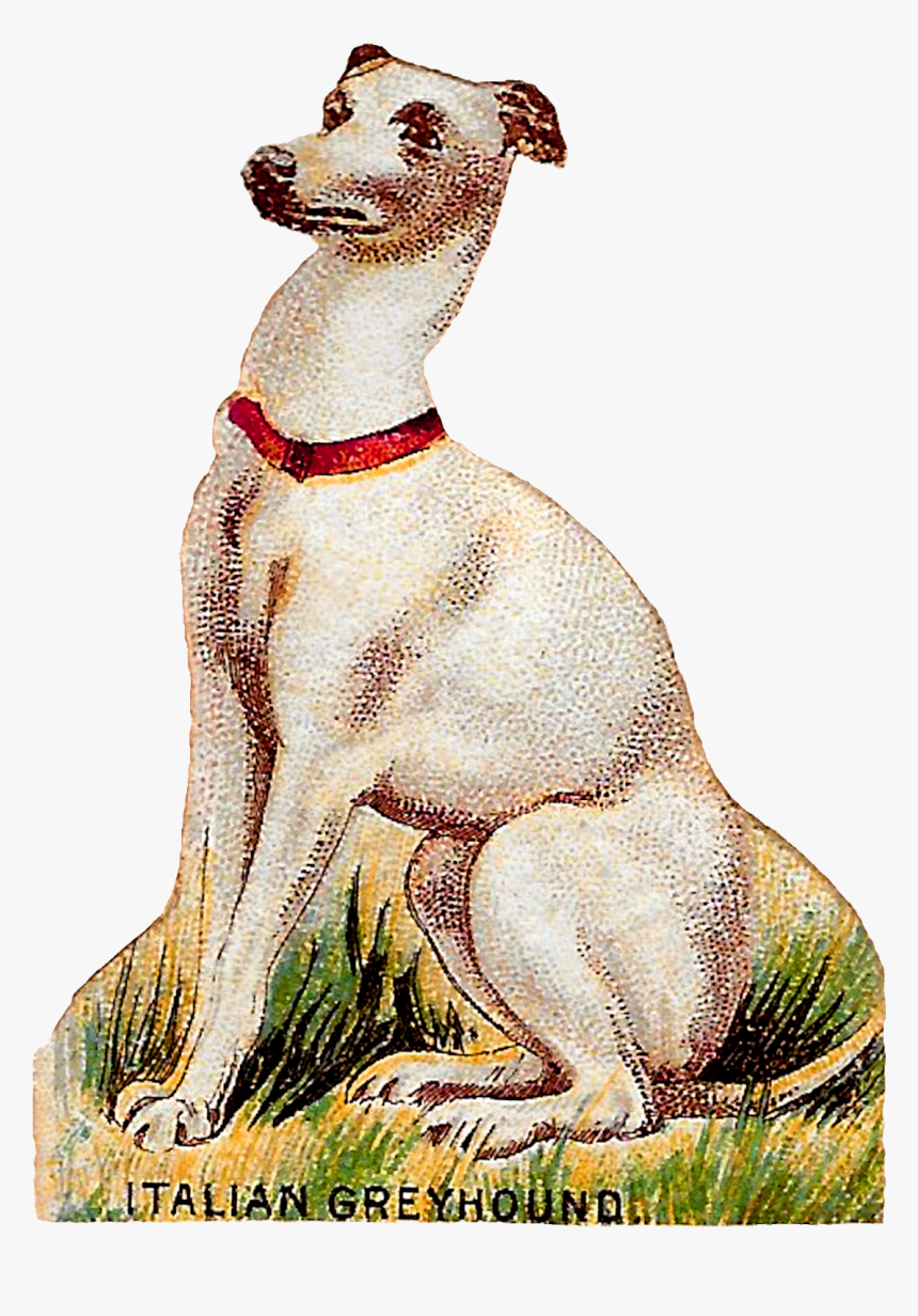 Dog Breed Italian Greyhound Animal Art Antique Image - Hortaya Borzaya, HD Png Download