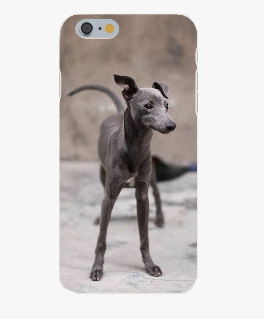 Small Dog Looks Like Greyhound, HD Png Download
