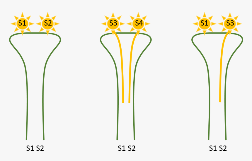 Transparent Dandelion Seed Png - Plant Self Incompatibility, Png Download