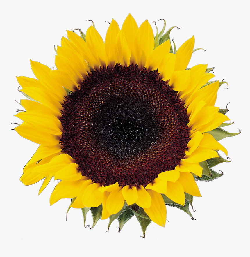 Image Freeuse Download Sunflower Seeds Clipart - Sunflower Png Format, Transparent Png
