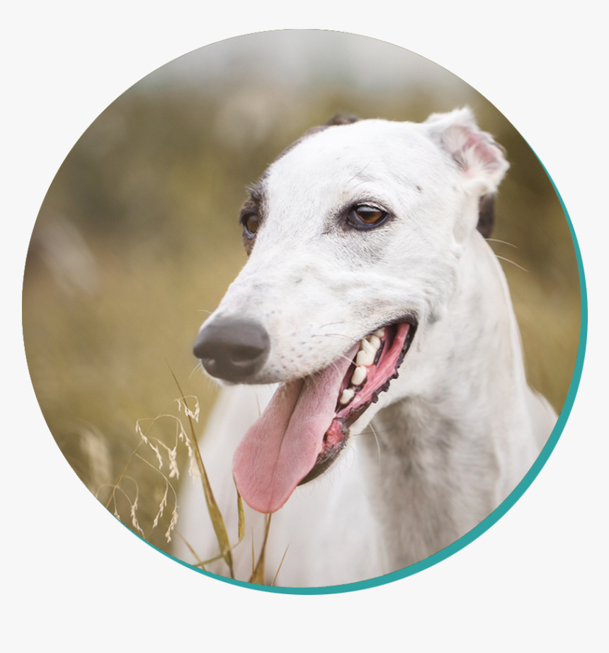 Dog , Png Download, Transparent Png