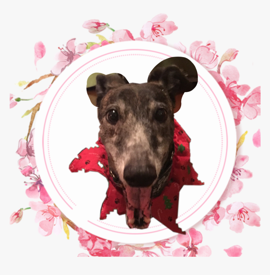 #greyhound - Instagram, HD Png Download