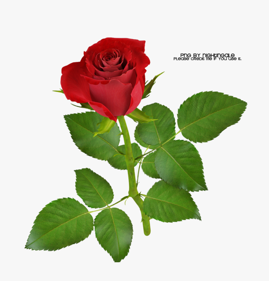 01 Rose Png Made By Nightingale By Taxitoheaven On, Transparent Png