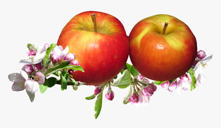Red Apples, Apple Blossom, Springtime, Garden - Яблоки Png, Transparent Png