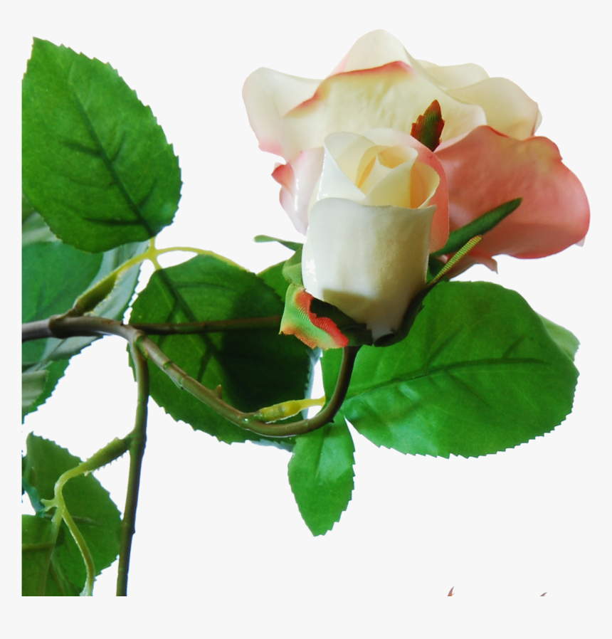 Flowerdutchess Roses Branch Powder Pink Large Roses - Garden Roses, HD Png Download