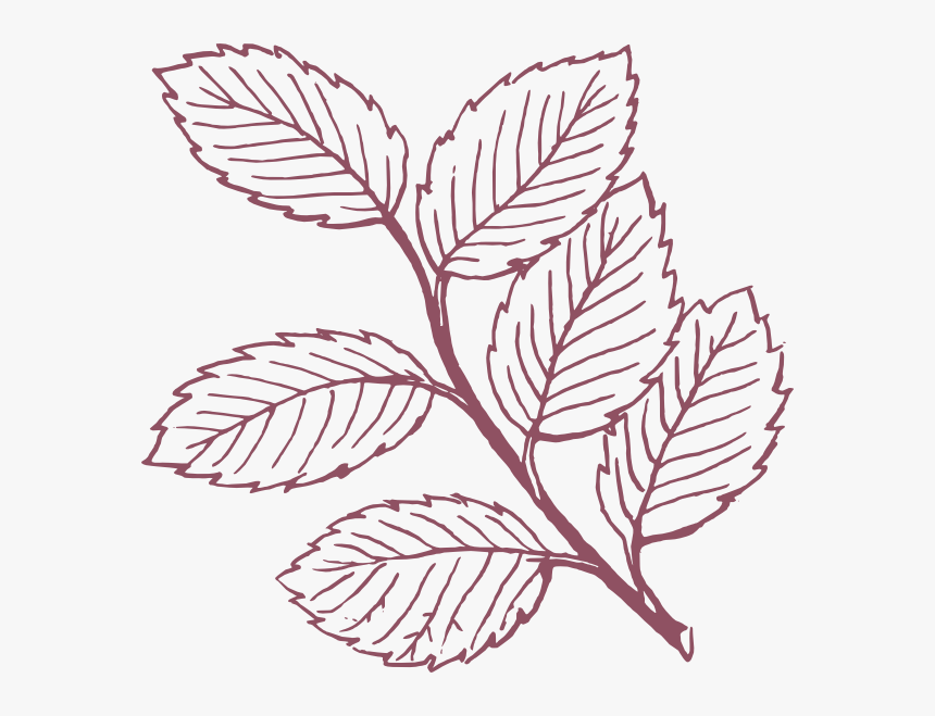 Transparent Leafy Png - Leaves Clipart Black And White, Png Download