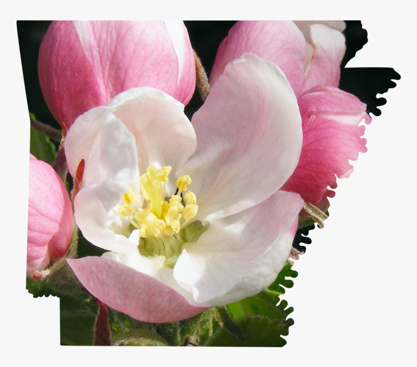 Arkansas - Rosa Rubiginosa, HD Png Download