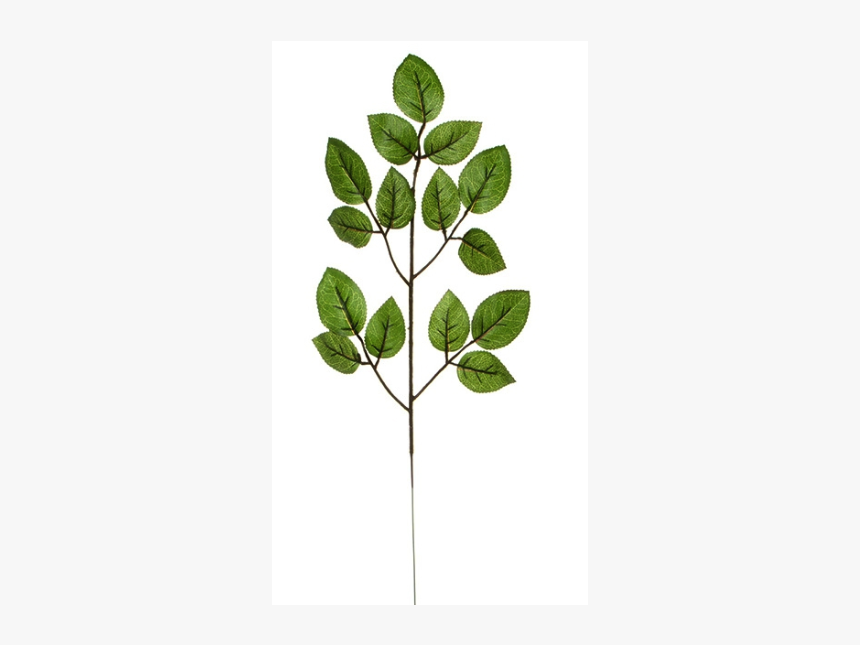 Twig, HD Png Download