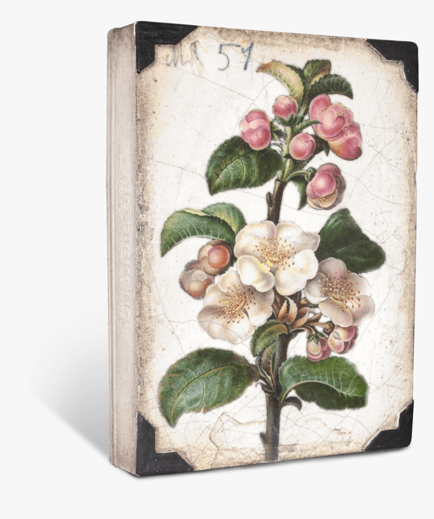 Sid Dickens Apple Blossom, HD Png Download