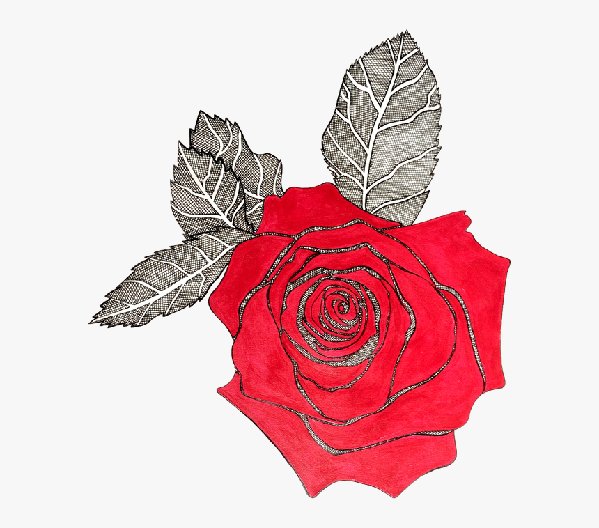 Red Rose With Black Lining, HD Png Download