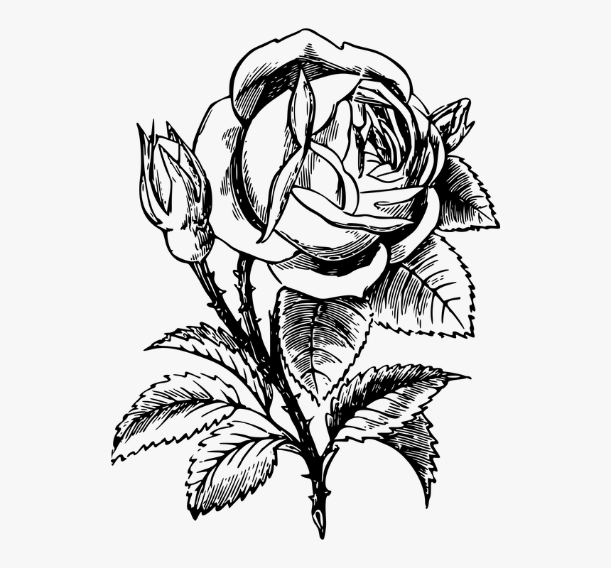 Floral, Flower, Leaf, Leafy, Leaves, Plant, Rose - Bookmark Coloring Templates, HD Png Download