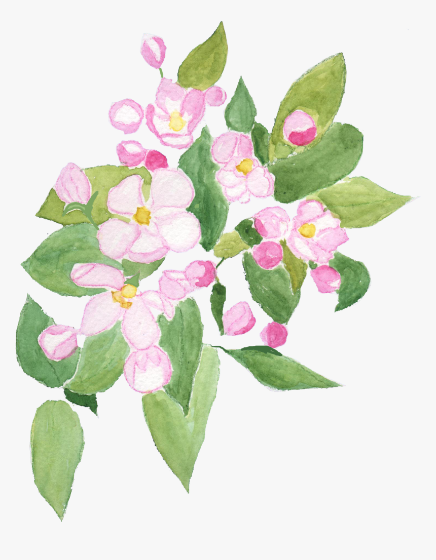 Impatiens, HD Png Download