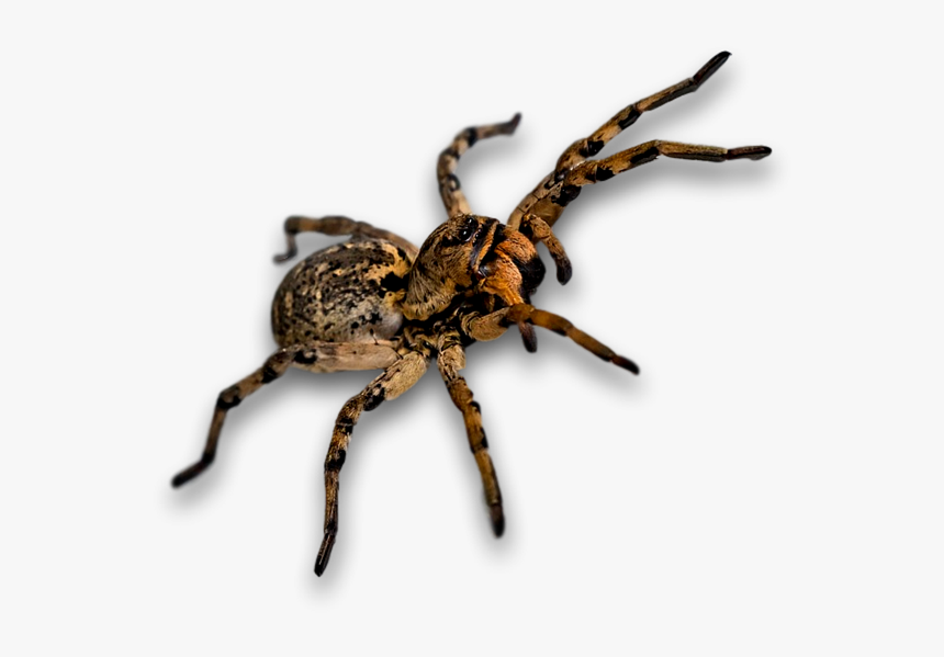 Spider, Bug, Insect - Szongáriai Cselőpók, HD Png Download