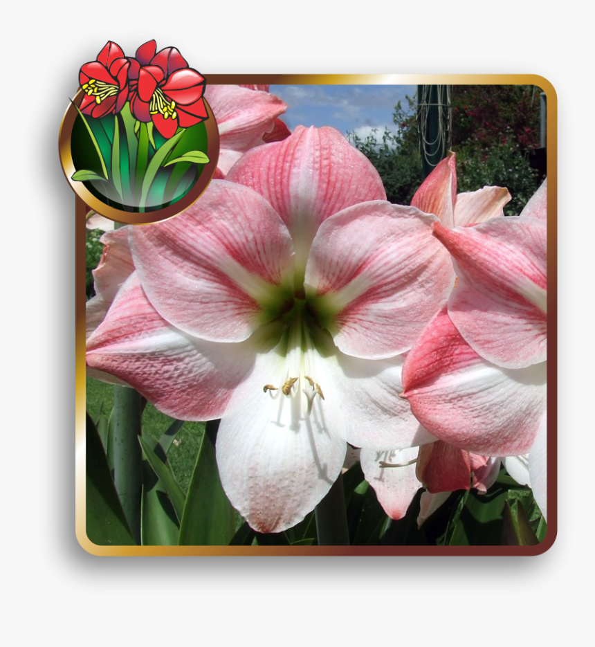 Lily, HD Png Download